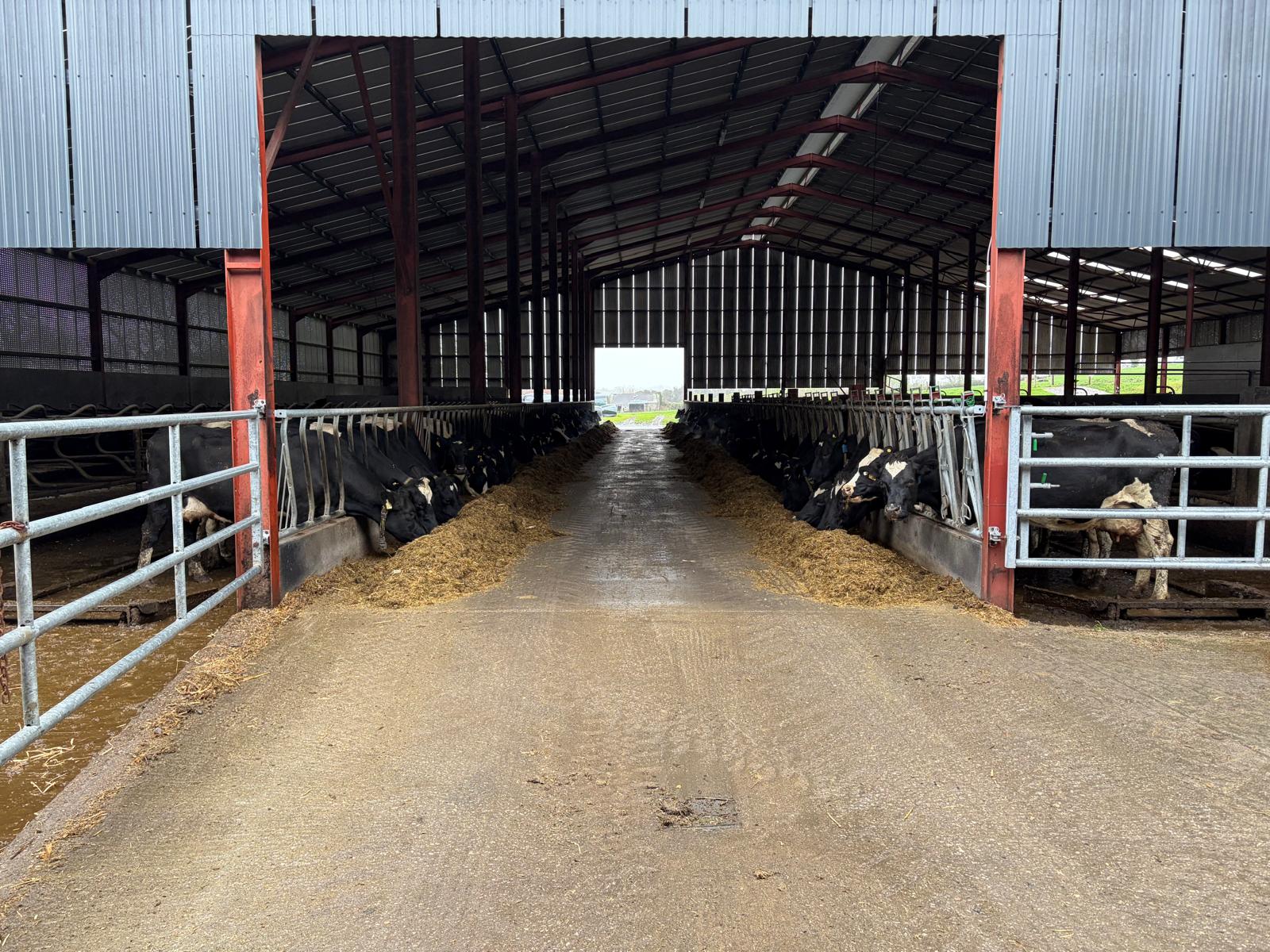 Dairy cows feeding along central passage inside cubicle housing shed