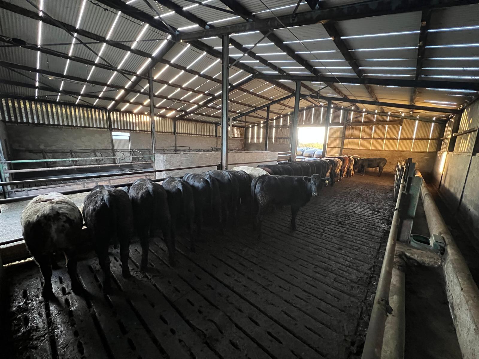 Young cattle inside slatted shed housing unit