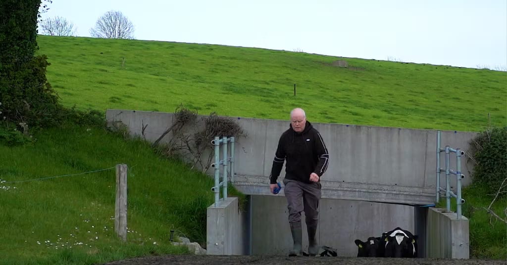 Checking on young calves by the cattle underpass