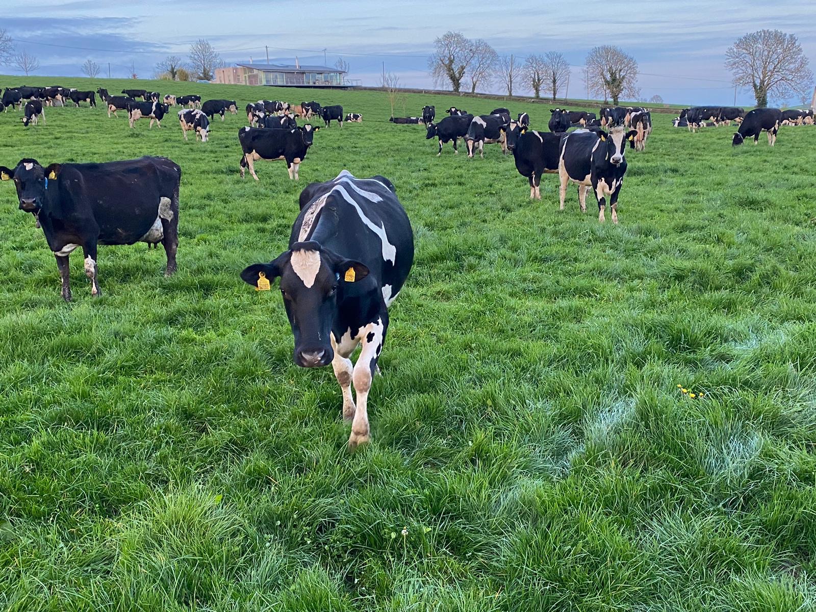 Friesian cows grazing at Tully, Co. Louth