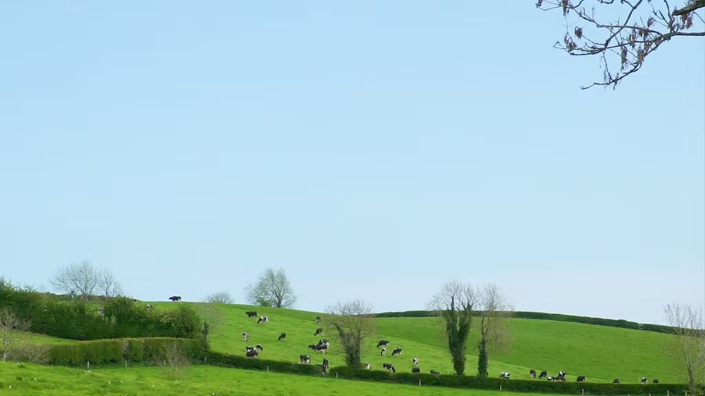 Dairy herd spread across hillside pasture at Tully