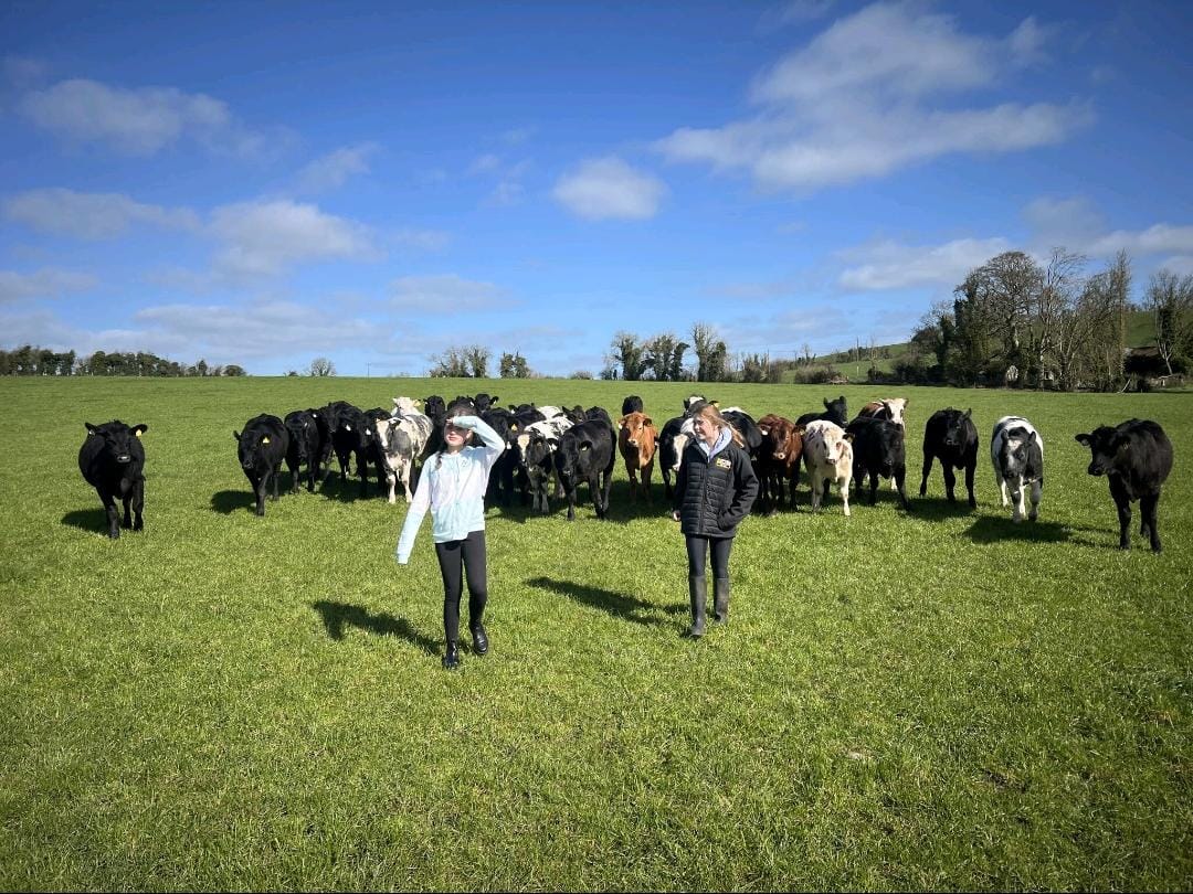 Children standing in a green field at Tully with young cattle gathered behind them on a sunny day