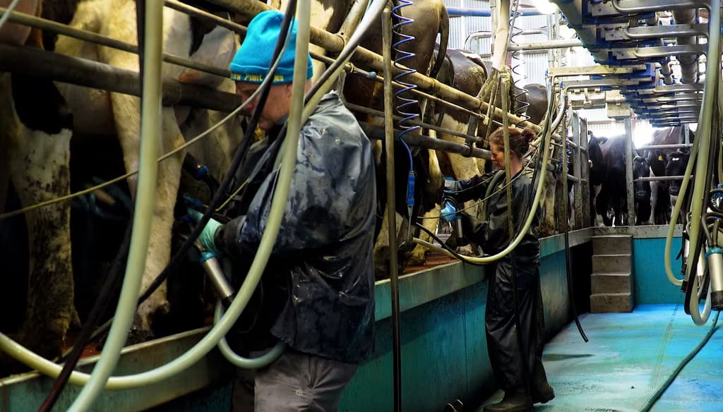 Niall and Juana Matthews working in the milking parlour at Tully